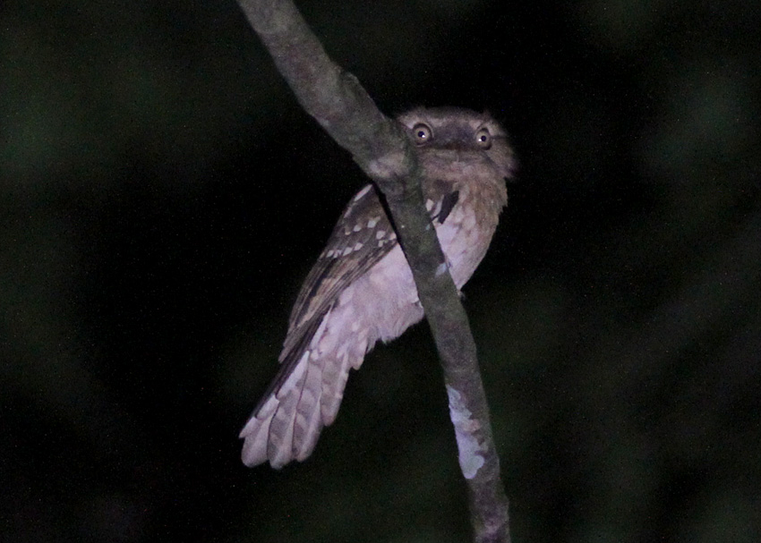 Gould's Frogmouth