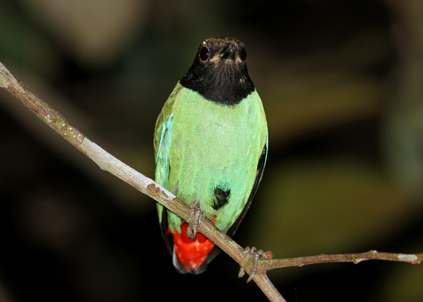 Hooded Pitta