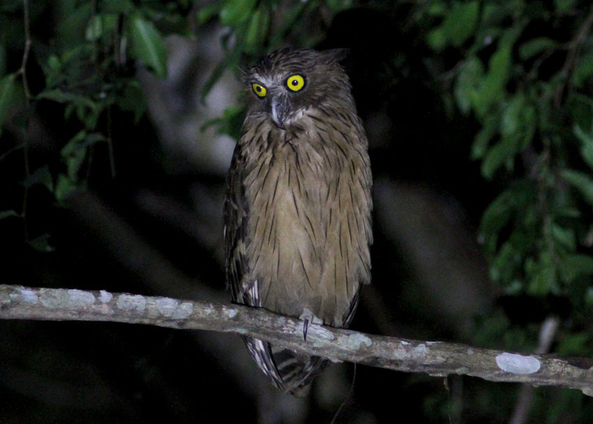 Buffy Fish-Owl