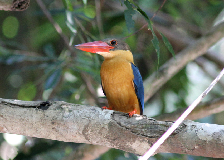 Stork-billed Kingfisher