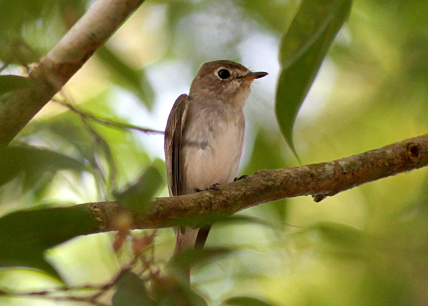 Asian Brown Flycatcher