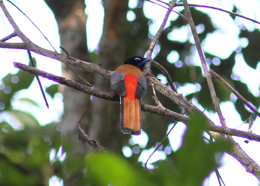 Scarlet-rumped Trogon