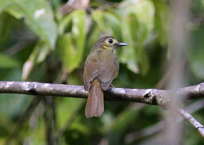 Hairy-backed Bulbul