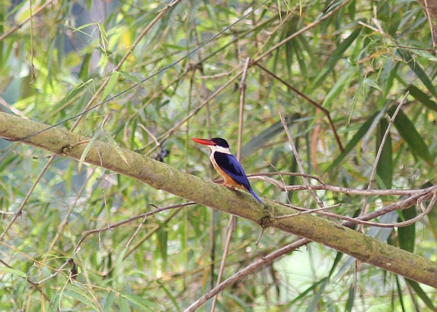 Black-capped Kingfisher
