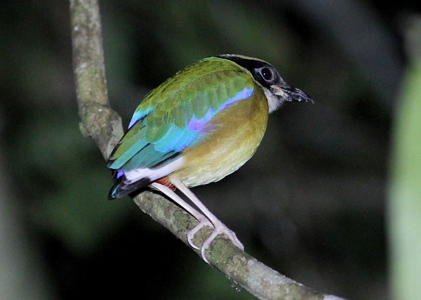 Blue-winged Pitta