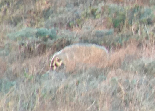 American Badger