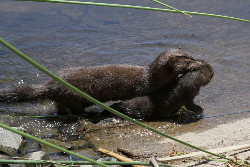 American Mink