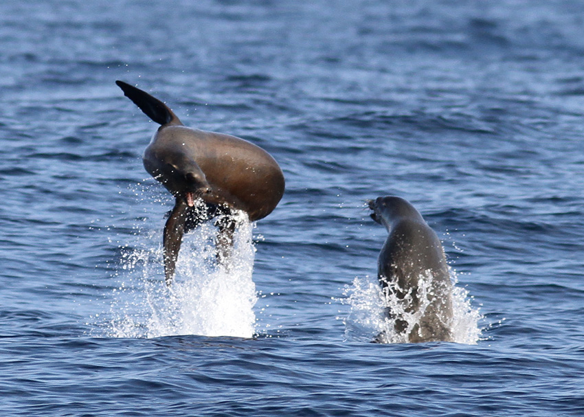 California Sea Lion