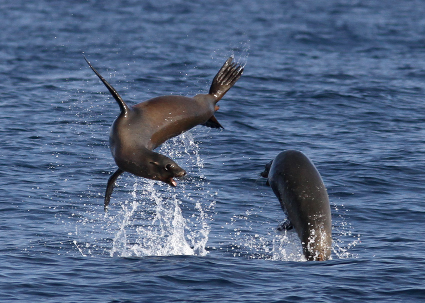 California Sea Lion