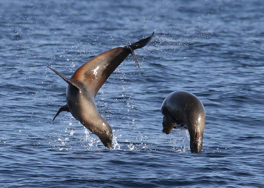 California Sea Lion