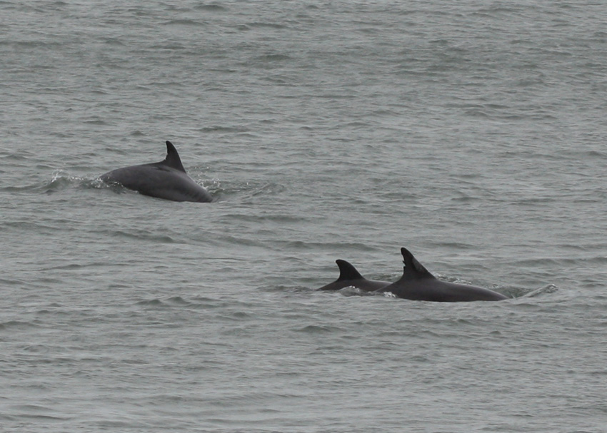 Common Bottlenose Dolphin