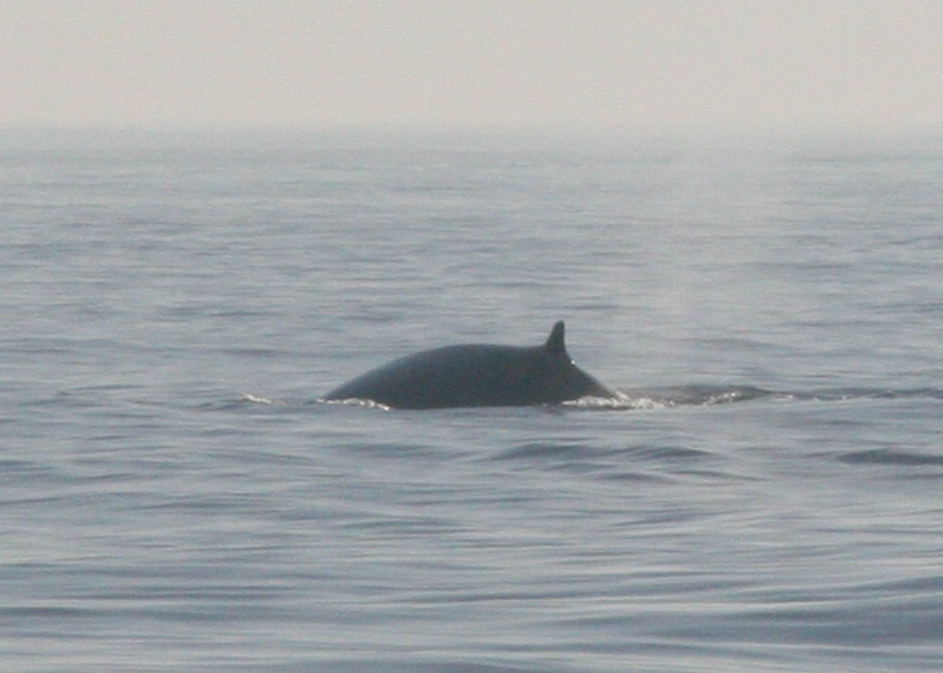Fin Whale