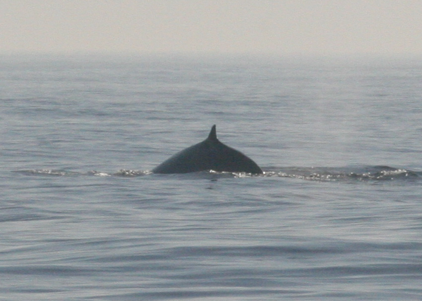 Fin Whale