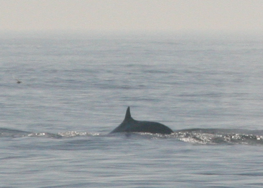 Fin Whale