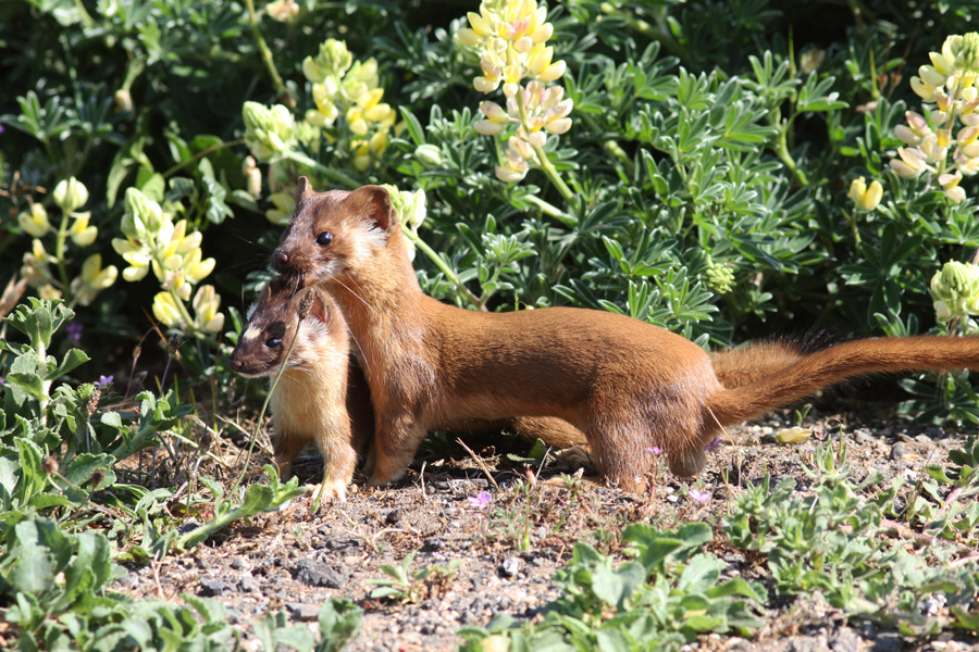 Long-tailed Weasel