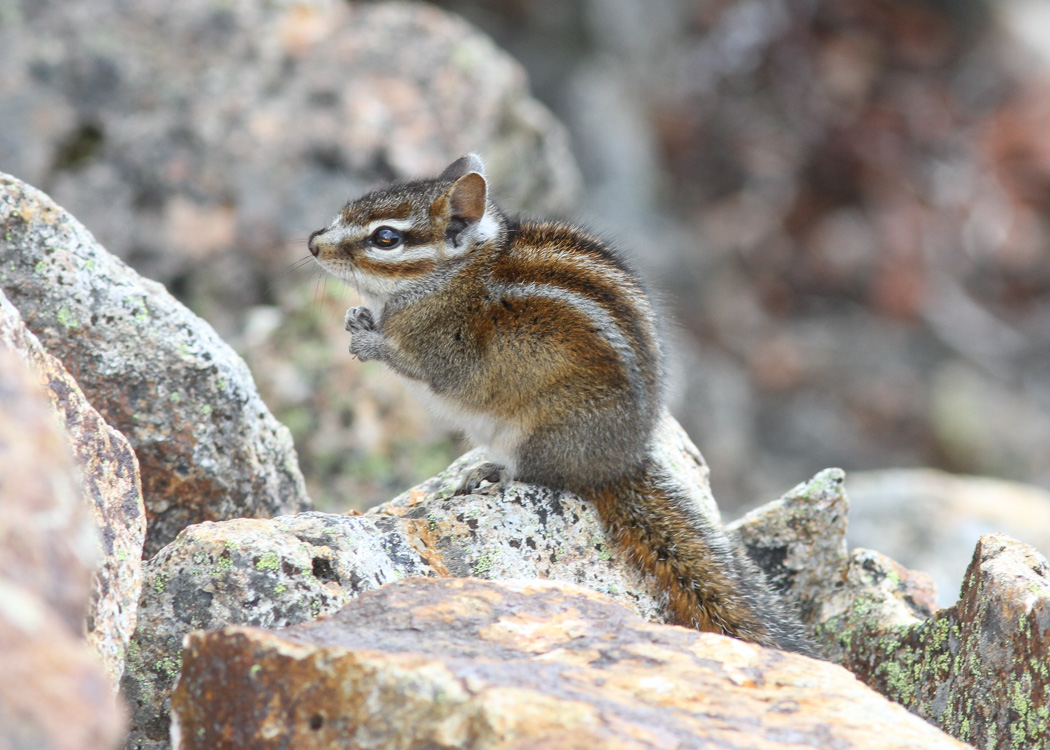 Sonoma Chipmunk