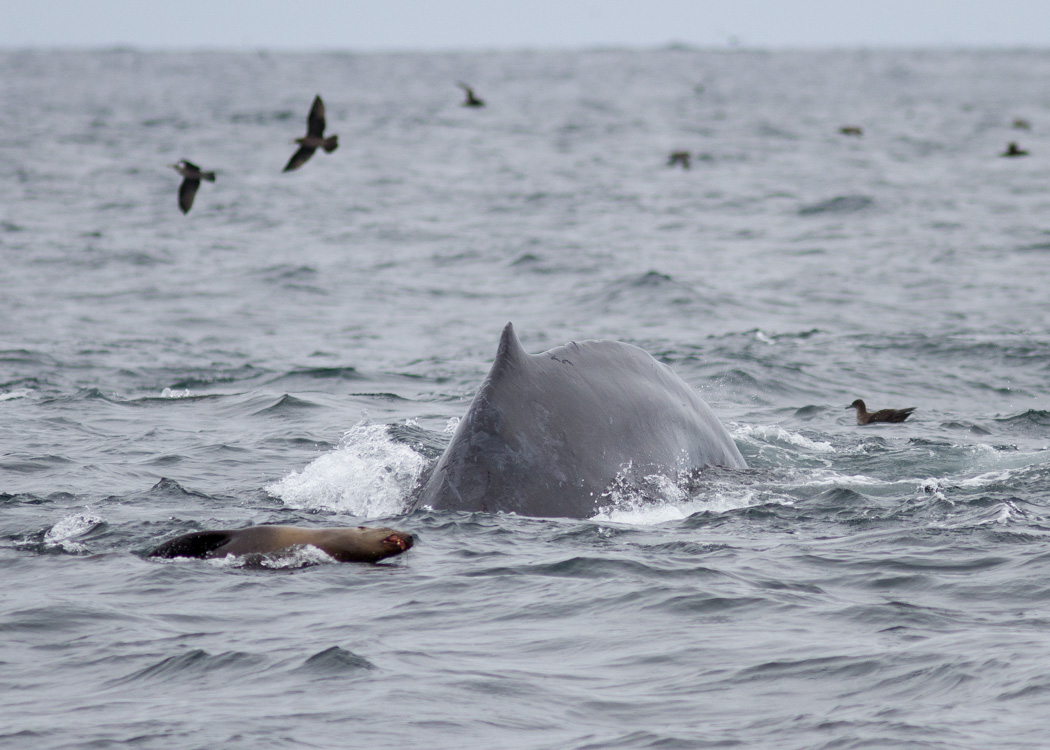 Humpback Whale