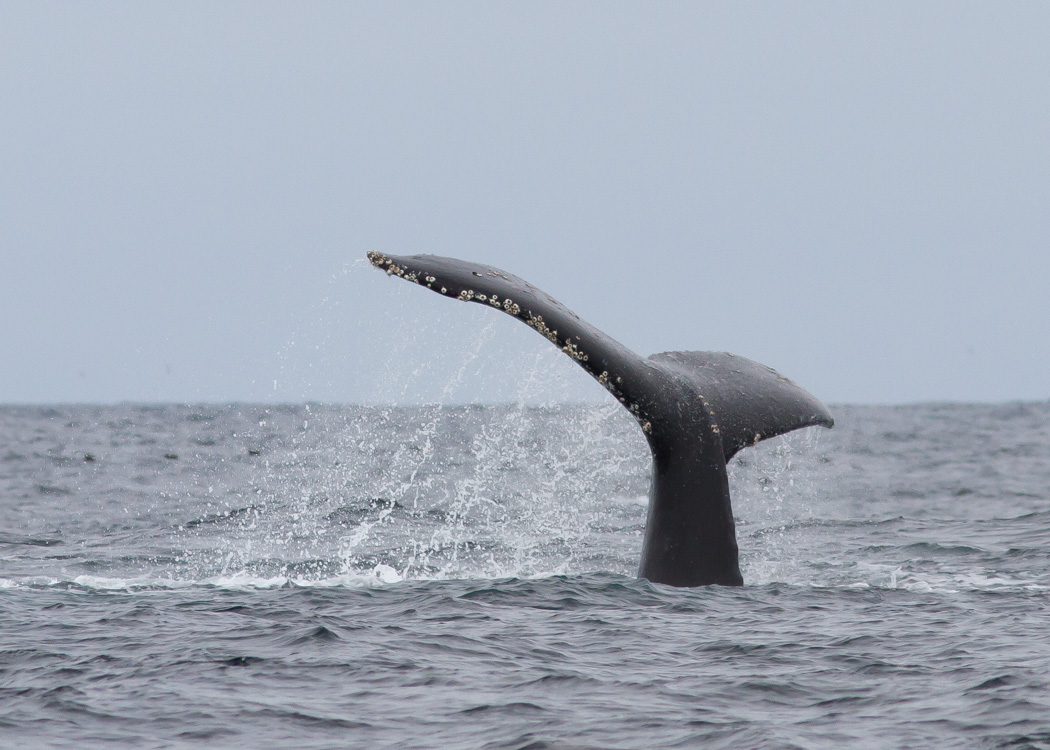 Humpback Whale