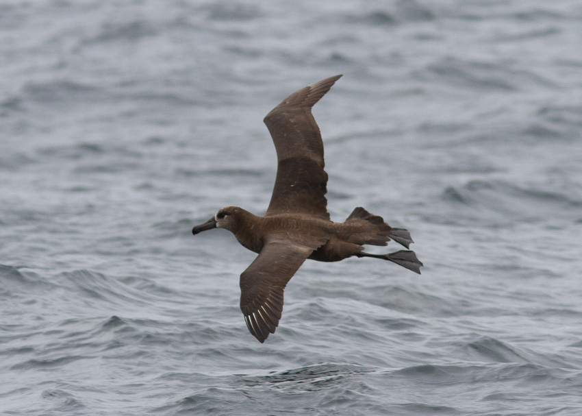 Black-footed Albatross