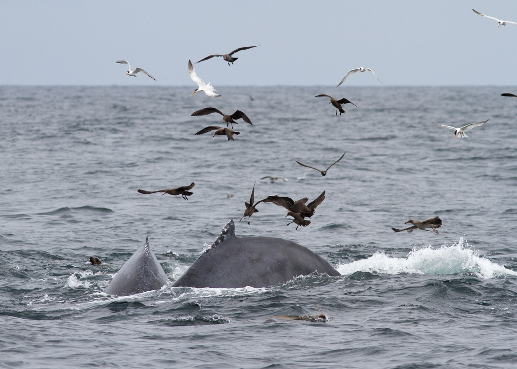 Humpback Whales