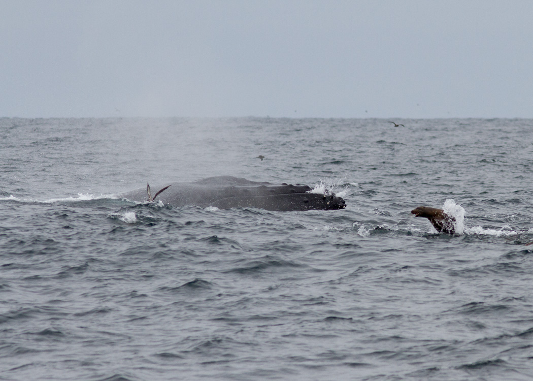 Humpback Whale
