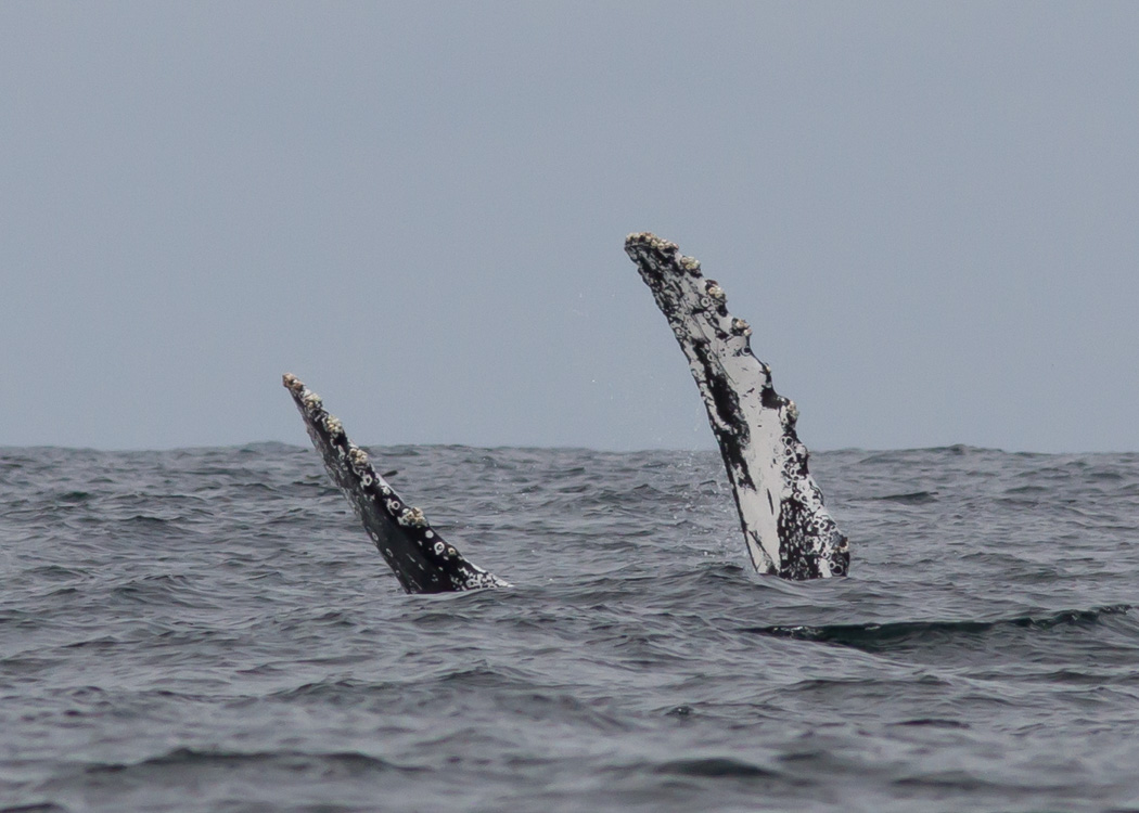 Humpback Whale