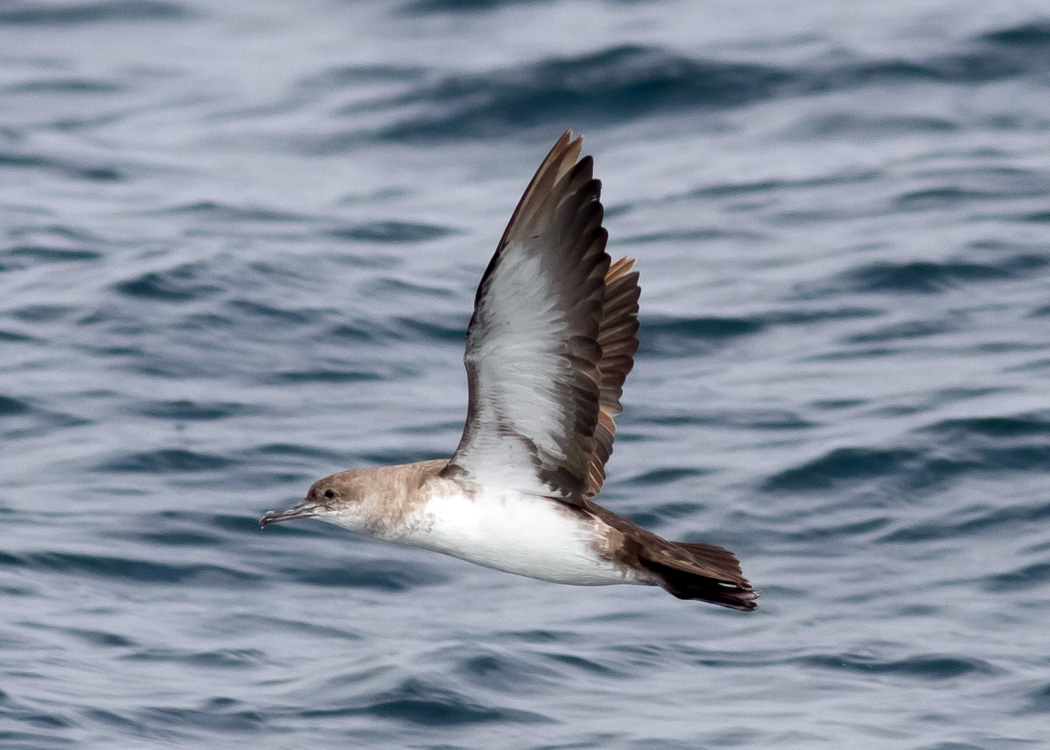 Black-vented Shearwater