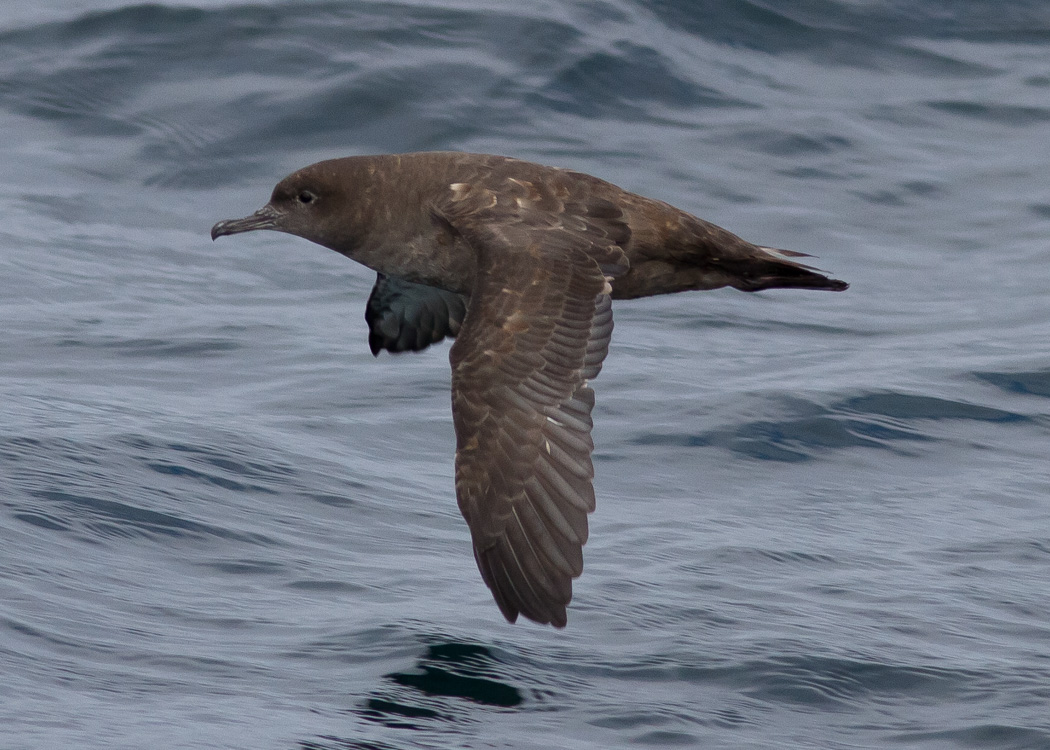 Sooty Shearwater