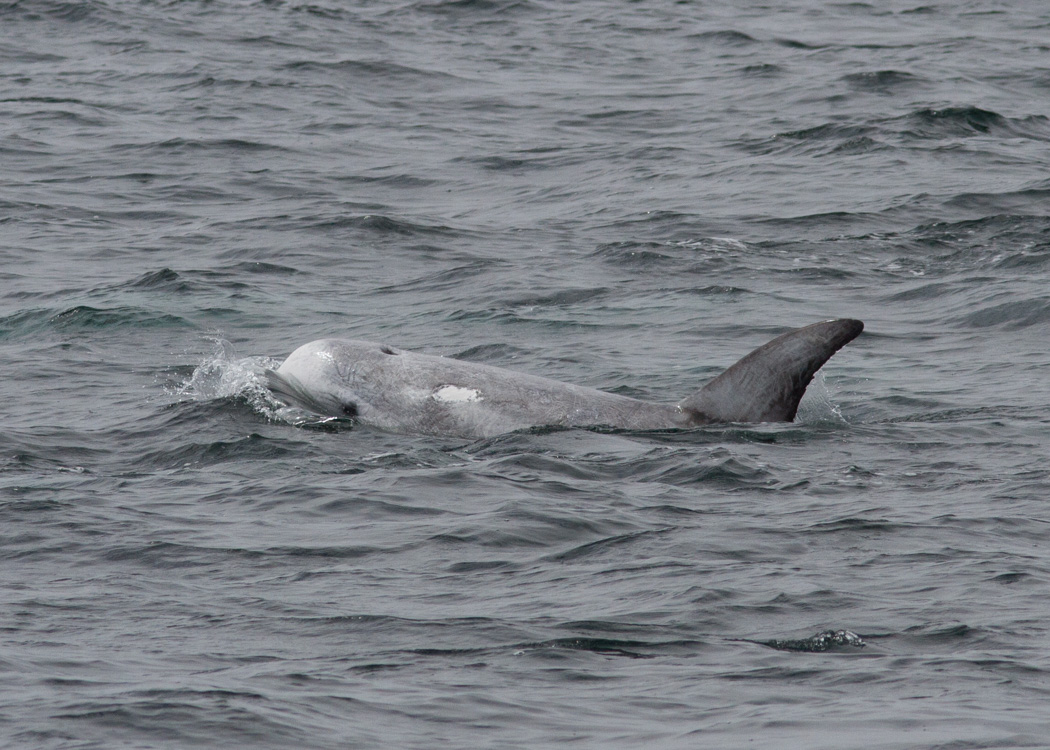 Risso's Dolphin