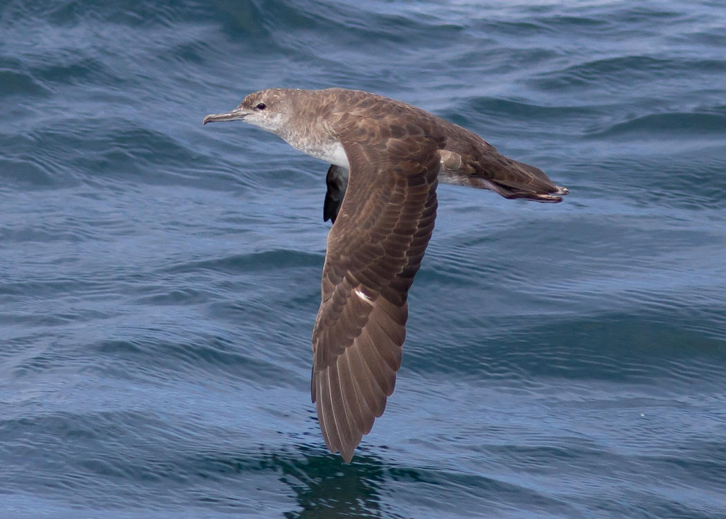 Black-vented Shearwater