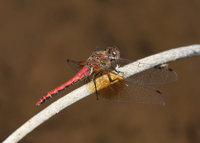 Band-winged Meadowhawk