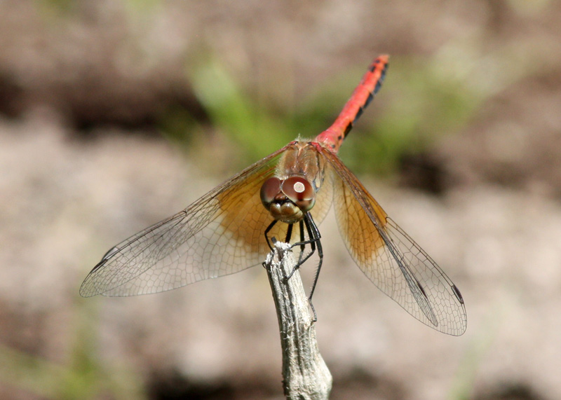 Band-winged Meadowhawk