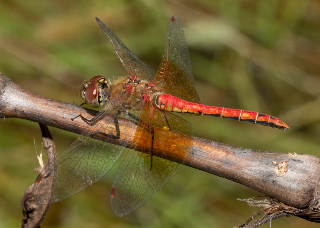 Band-winged Meadowhawk