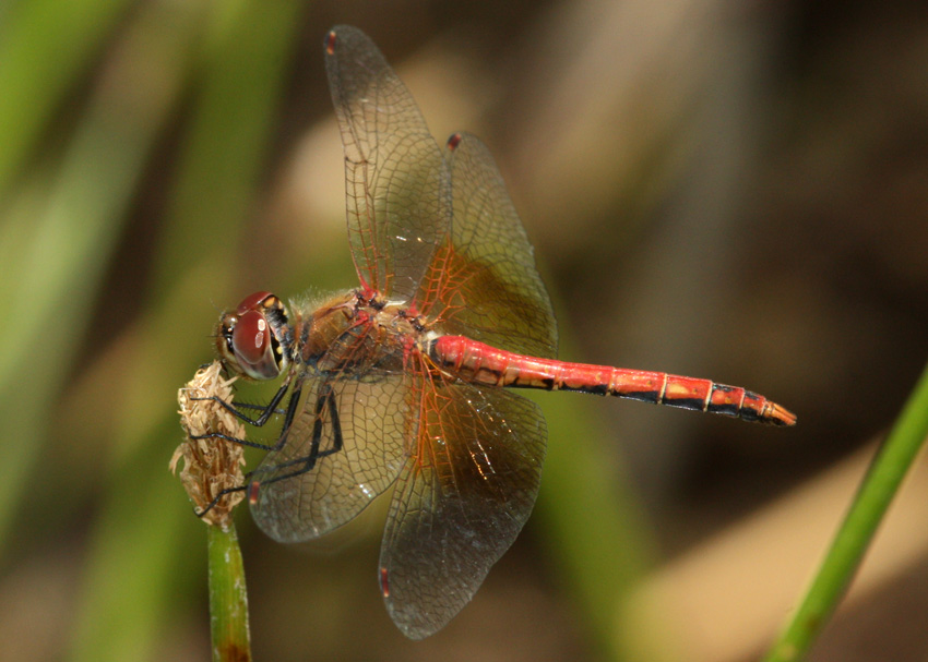 Band-winged Meadowhawk