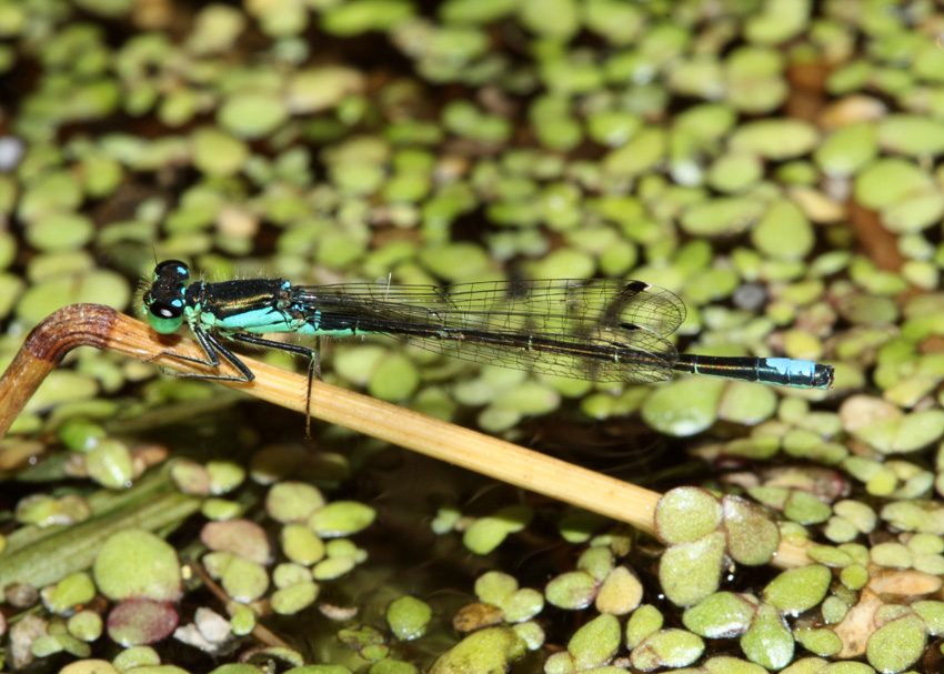 Black-fronted Forktail