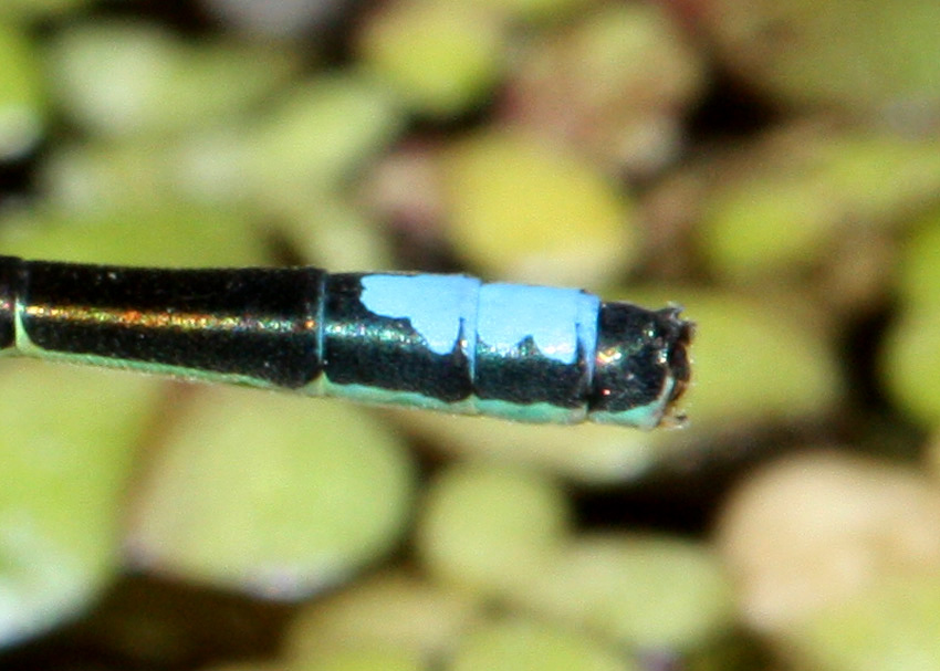 Black-fronted Forktail