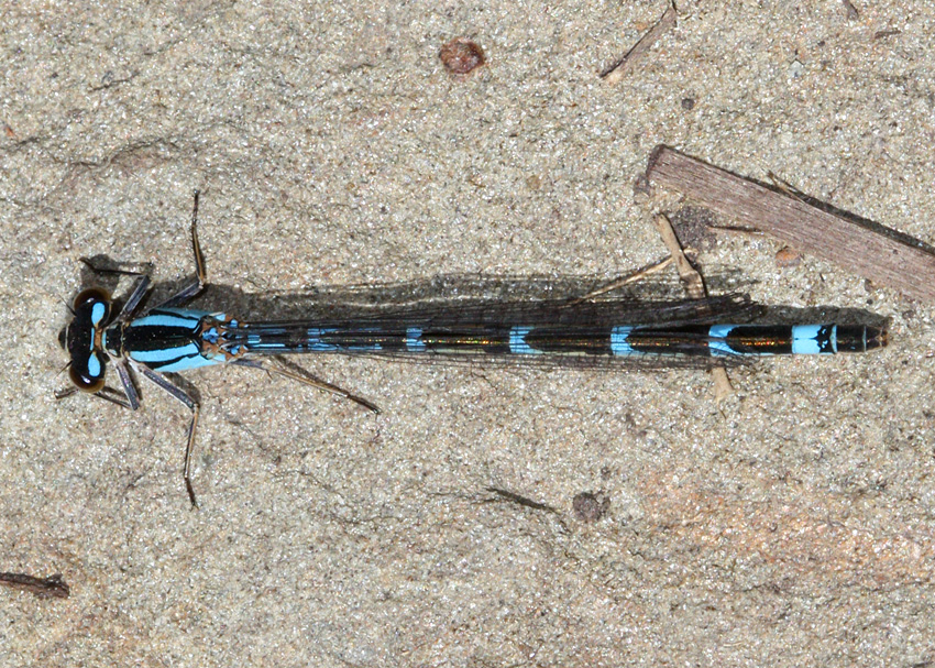 Bluet