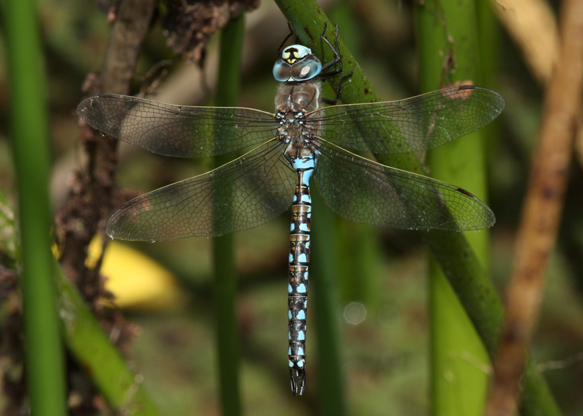 California Darner