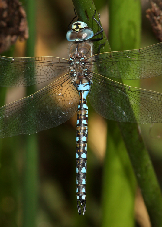 California Darner