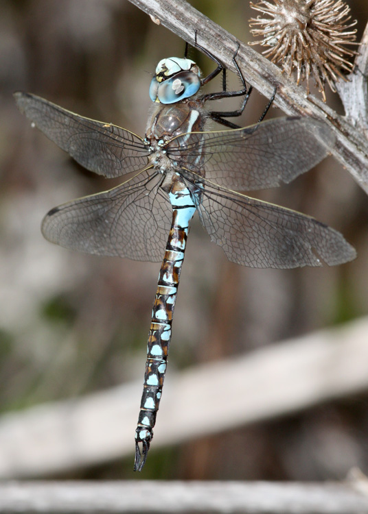 California Darner