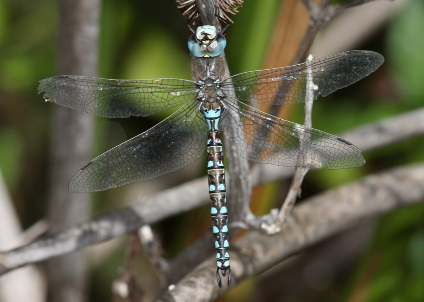 California Darner