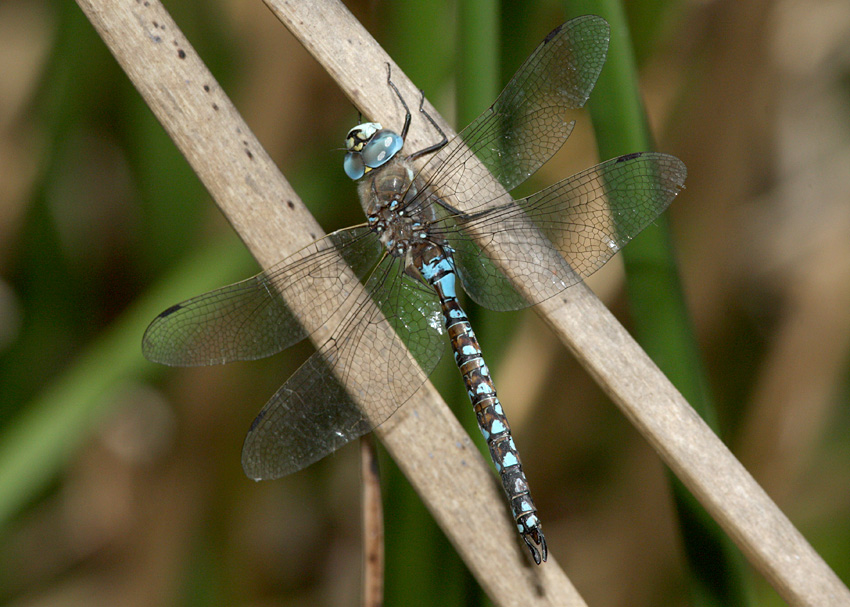 California Darner