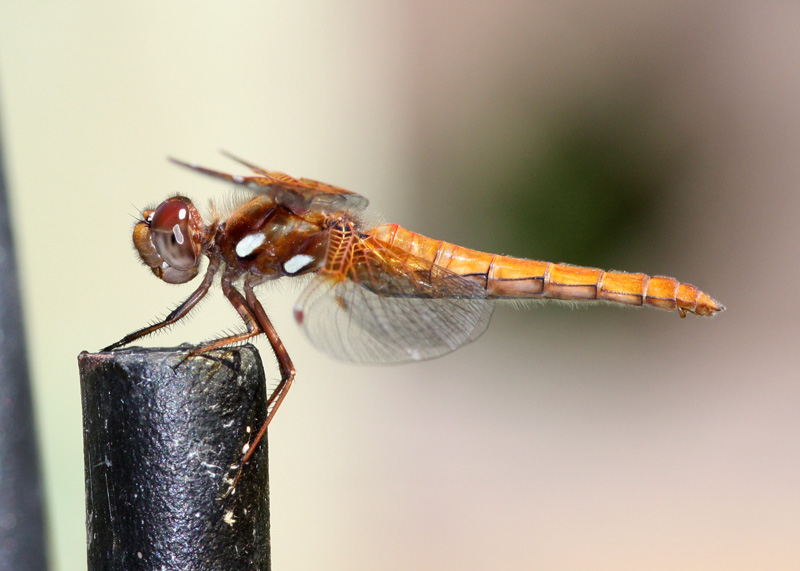 Cardinal Meadowhawk