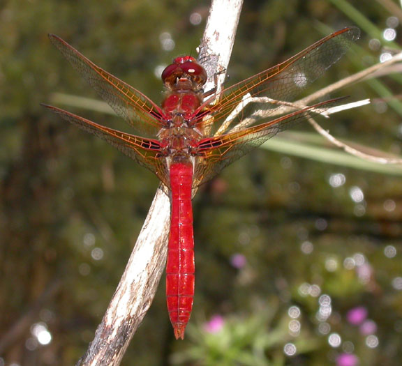 Cardinal Meadowhawk