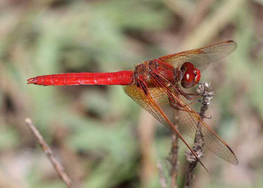 Cardinal Meadowhawk