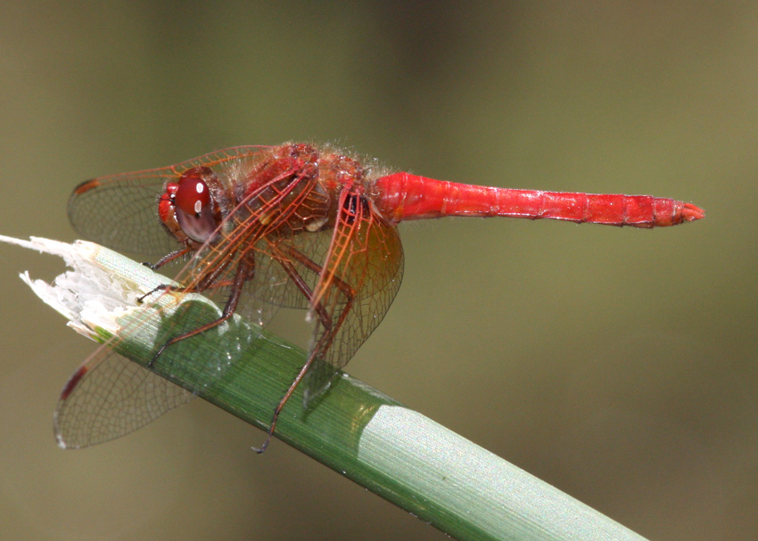 Cardinal Meadowhawk