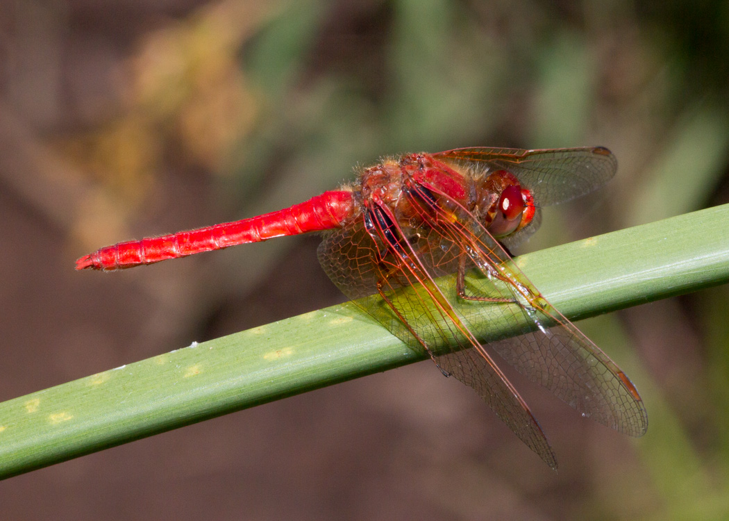 Cardinal Meadowhawk