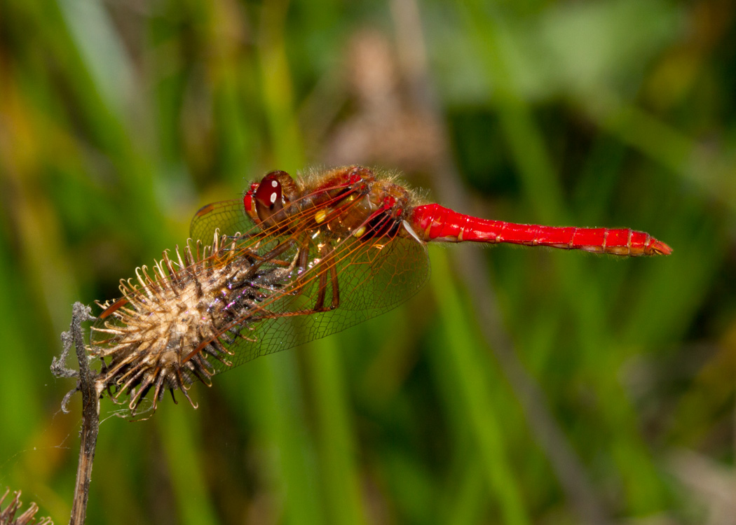 Cardinal Meadowhawk