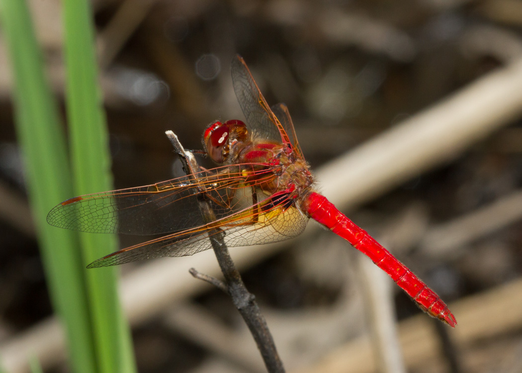 Cardinal Meadowhawk