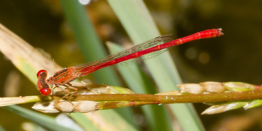 Desert Firetail